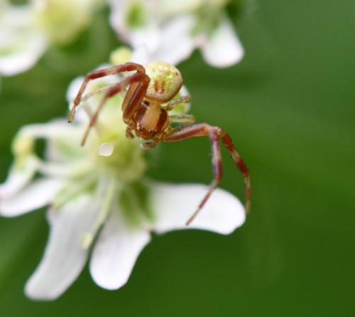 Réf. 242 283 : Ebrechtella tricuspidata